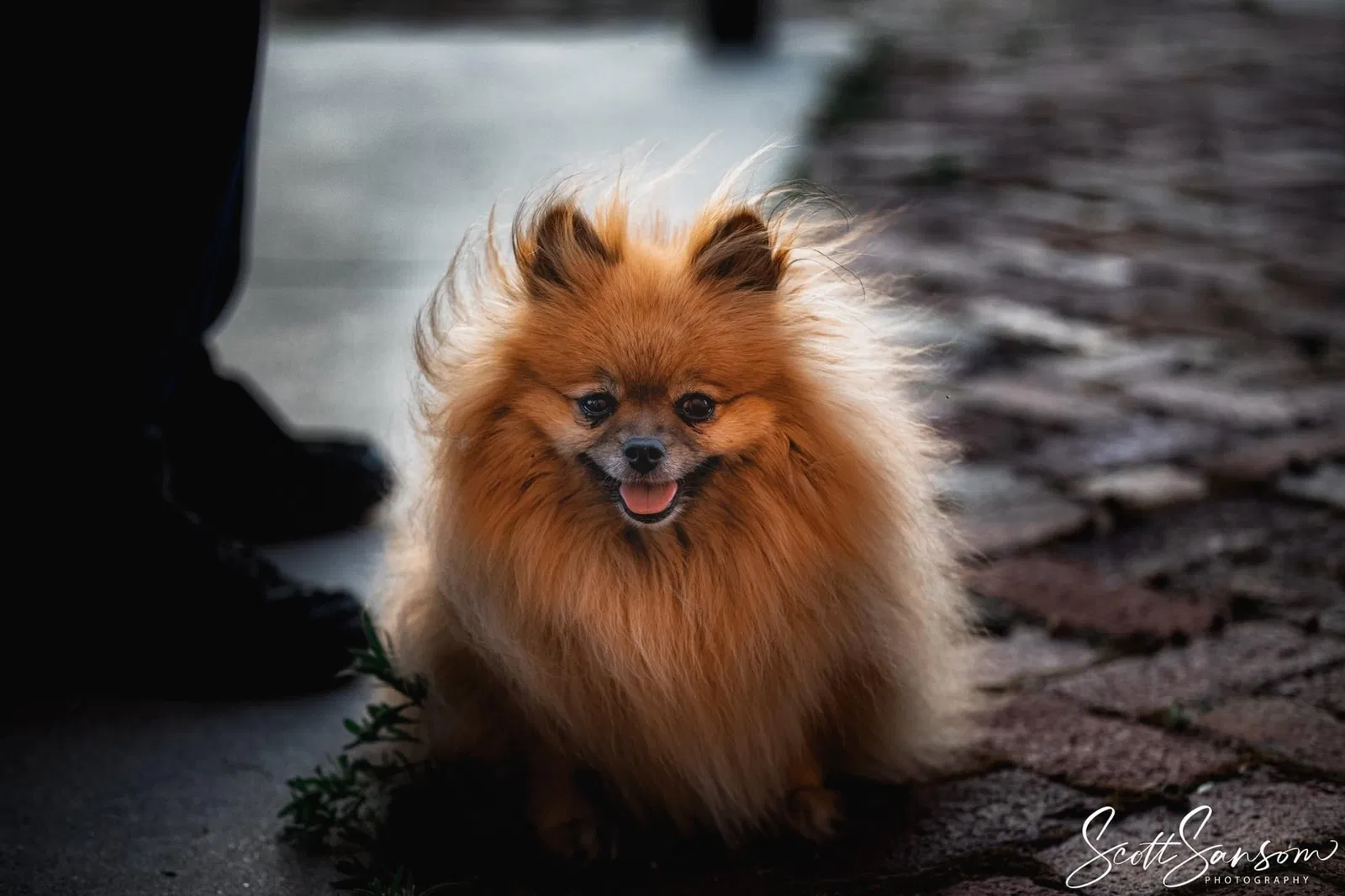 Lost dog in Las Vegas, NV, 89123