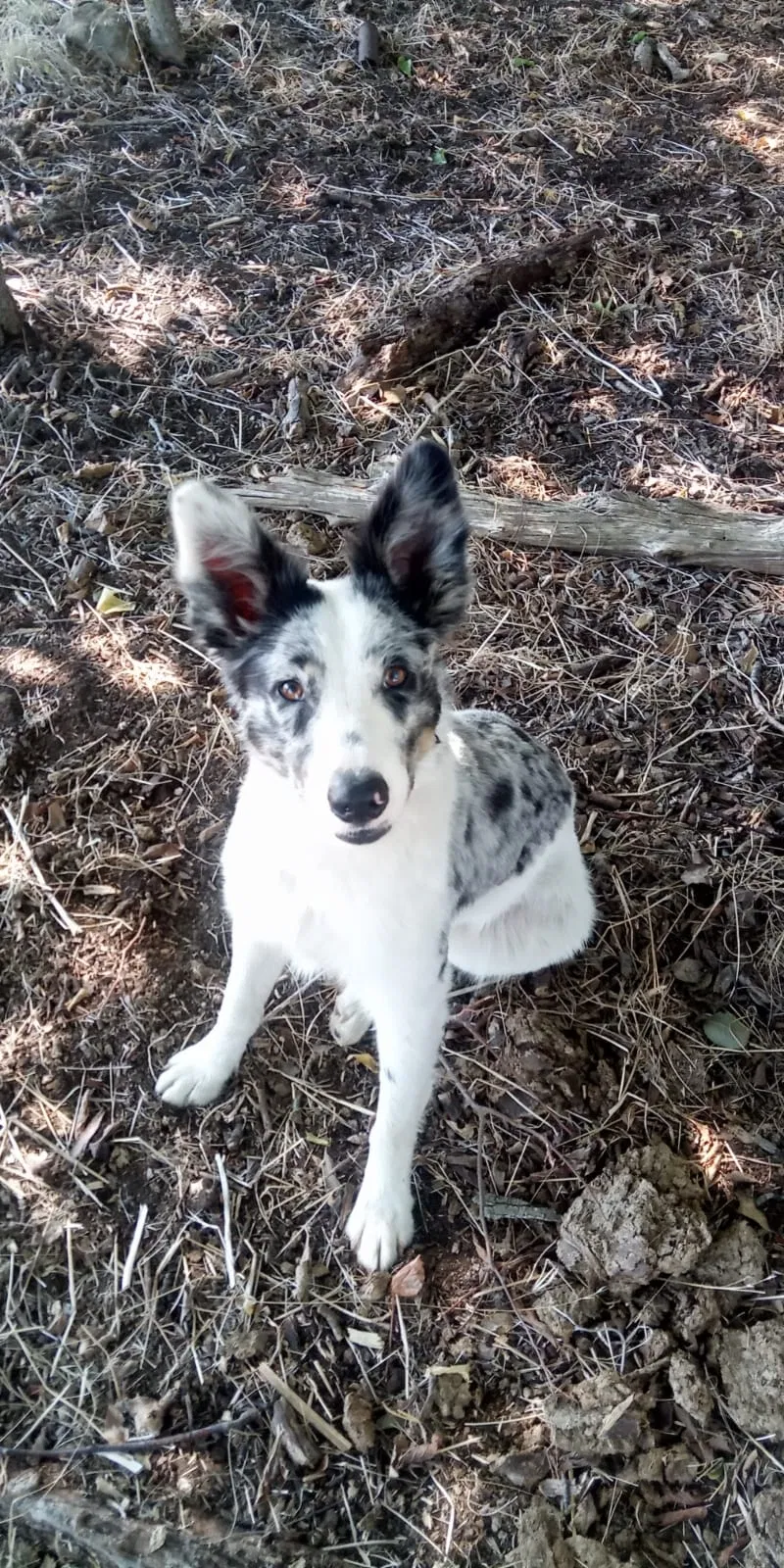 Lost dog in Salado, TX, 76571