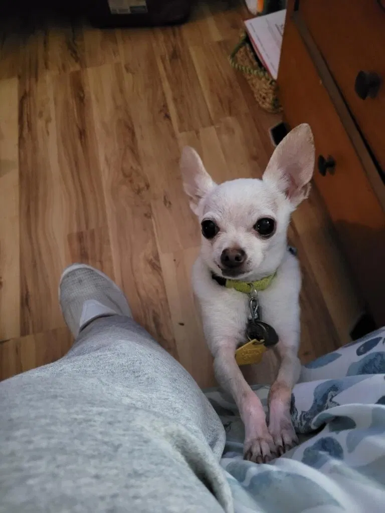 Lost dog in Denver, CO, 80223