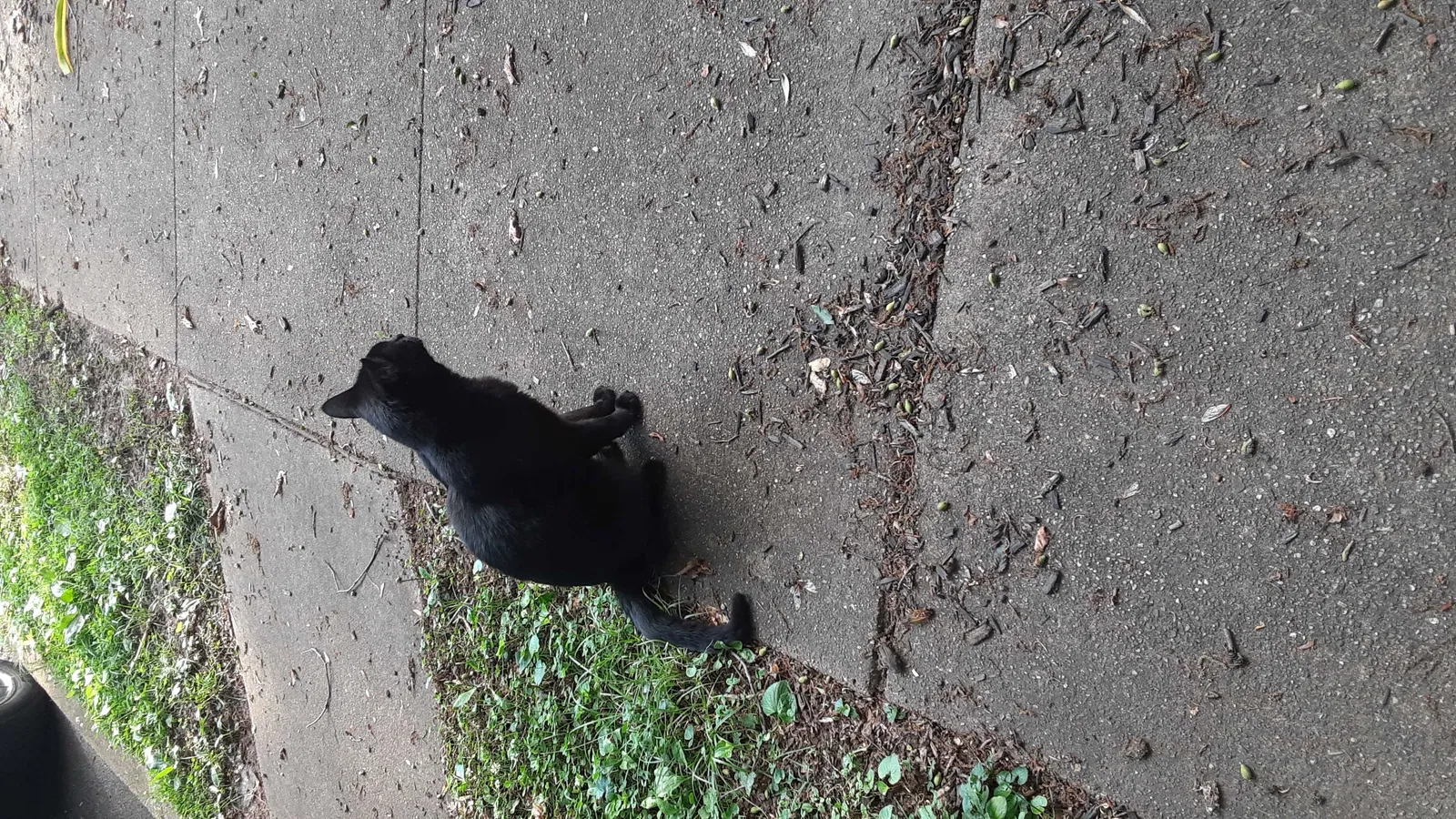 Found cat in Baltimore, MD, 21215