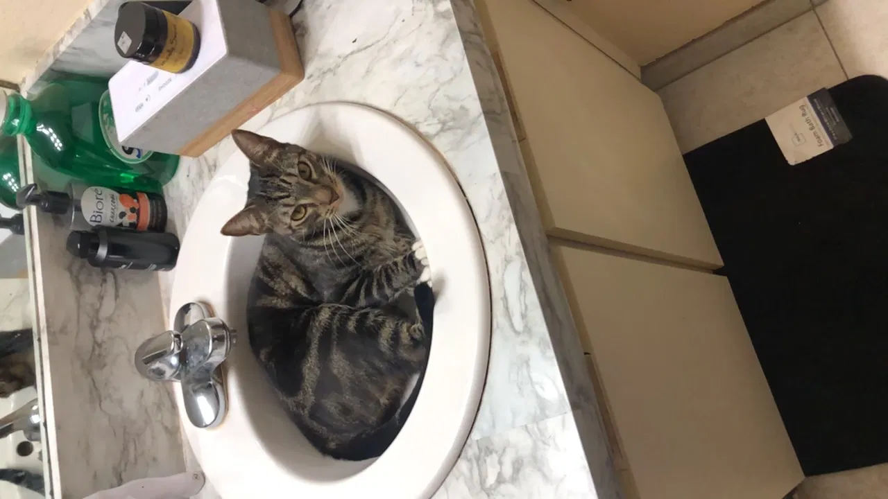 Lost cat in Tampa, FL, 33617