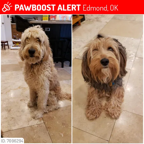 Lost dog in Edmond, OK, 73025
