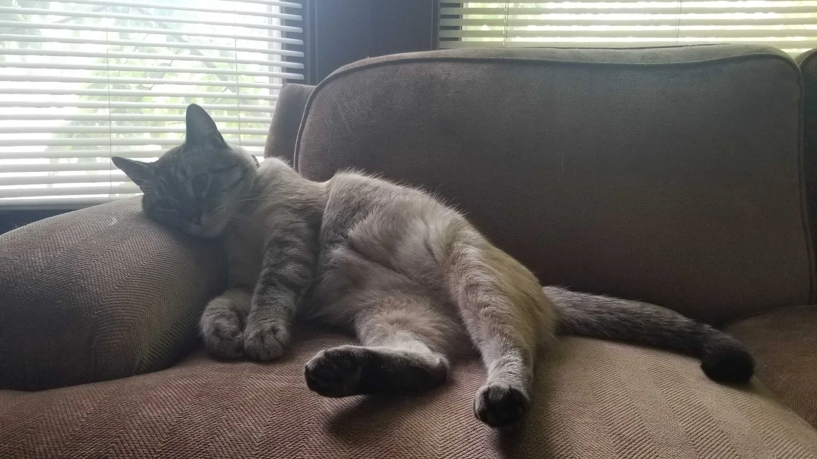 Lost cat in Minneapolis, MN, 55414
