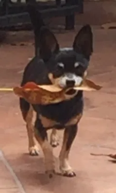 Lost dog in Miami, FL, 33184