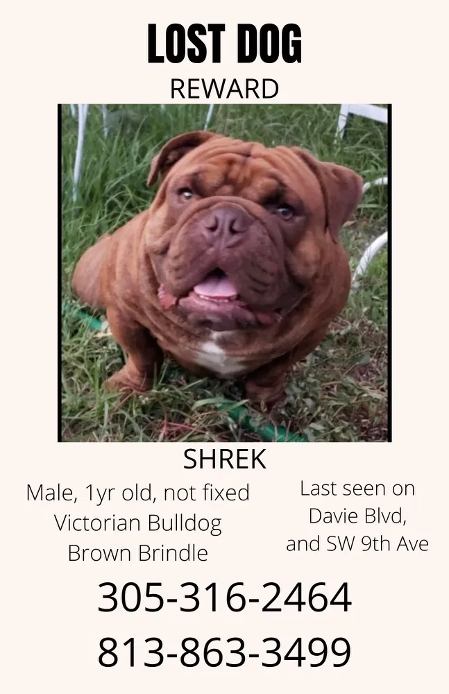 Lost dog in Fort Lauderdale, FL, 33315