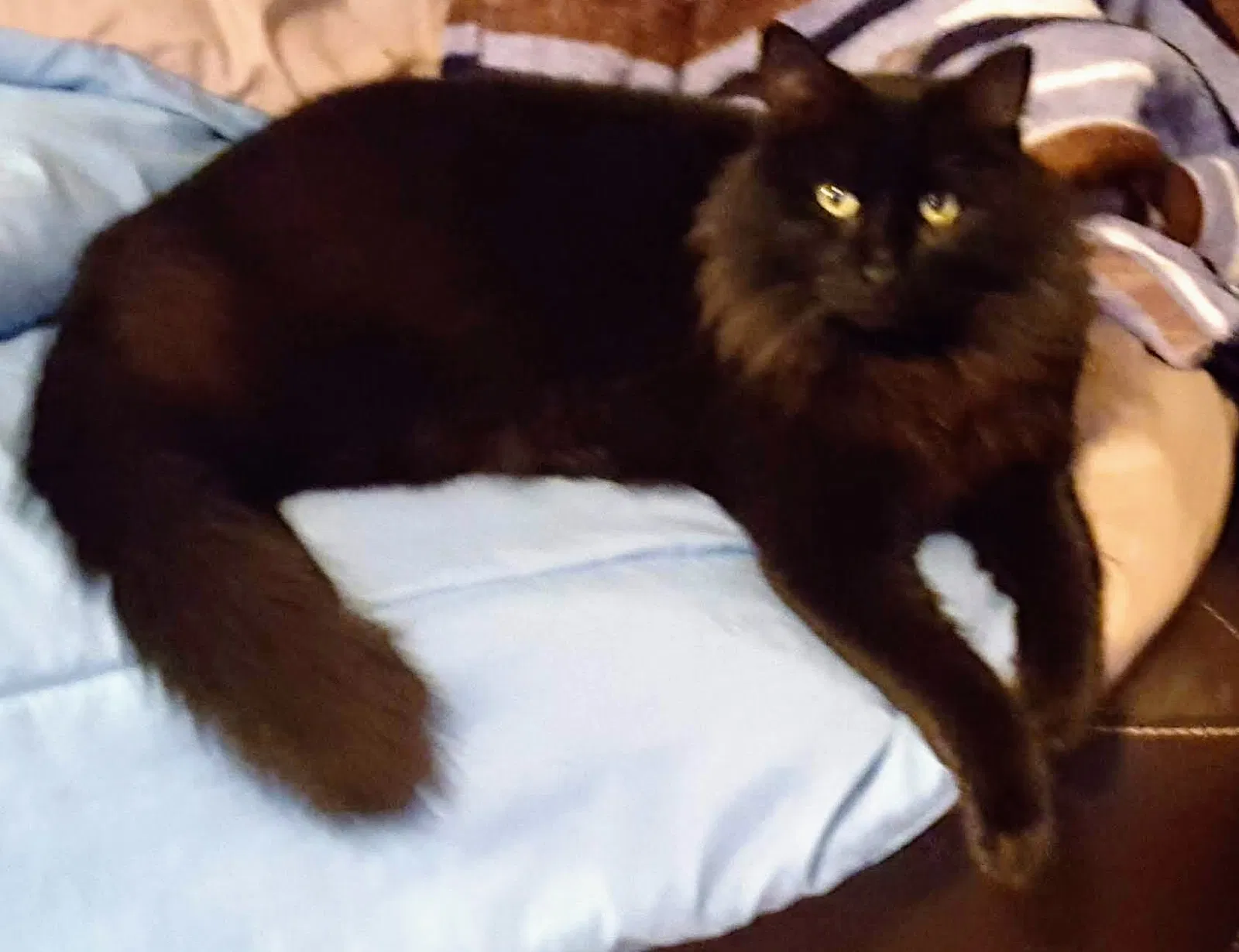 Lost cat in Lake City, FL, 32055