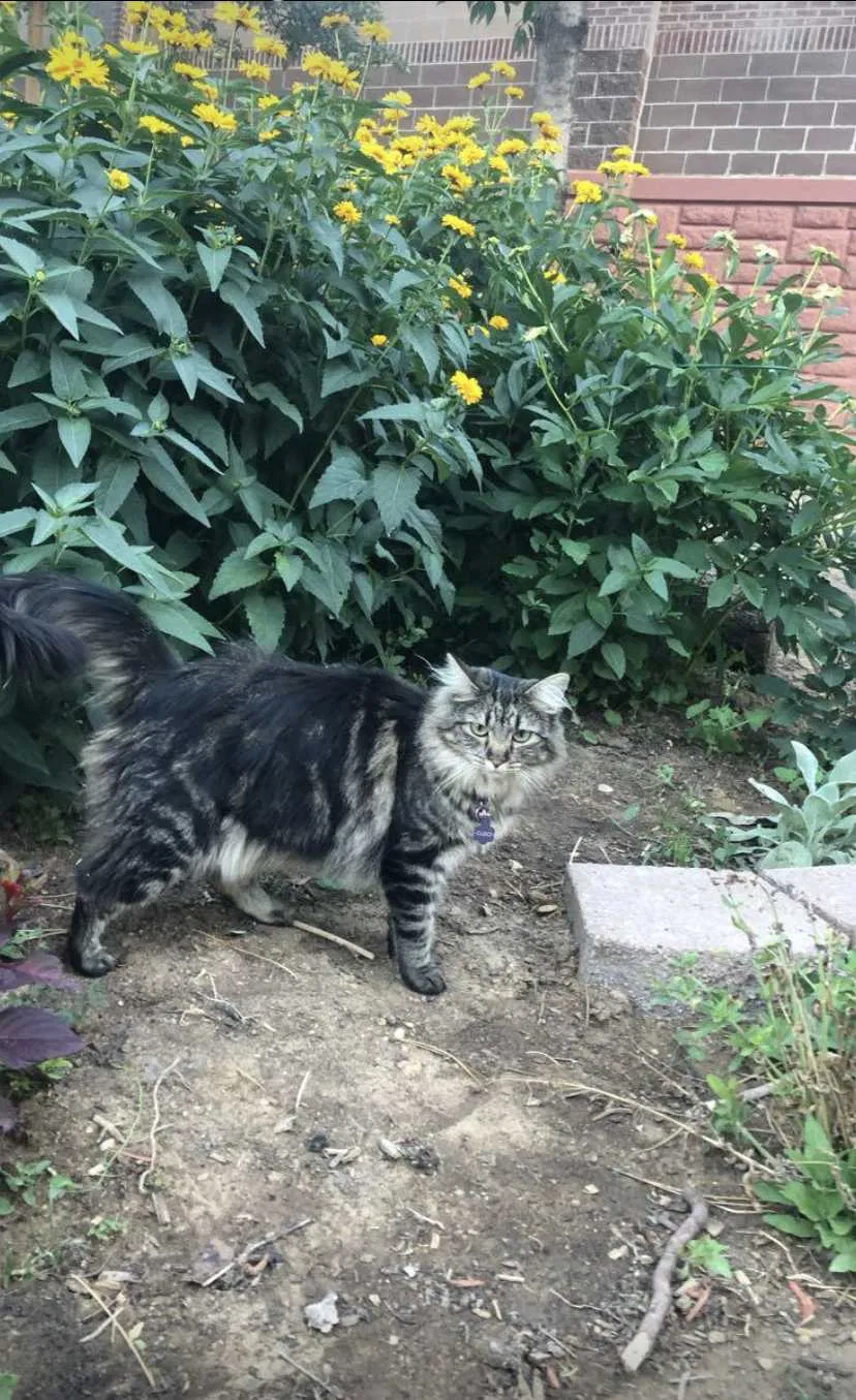 Lost cat in Littleton, CO, 80122