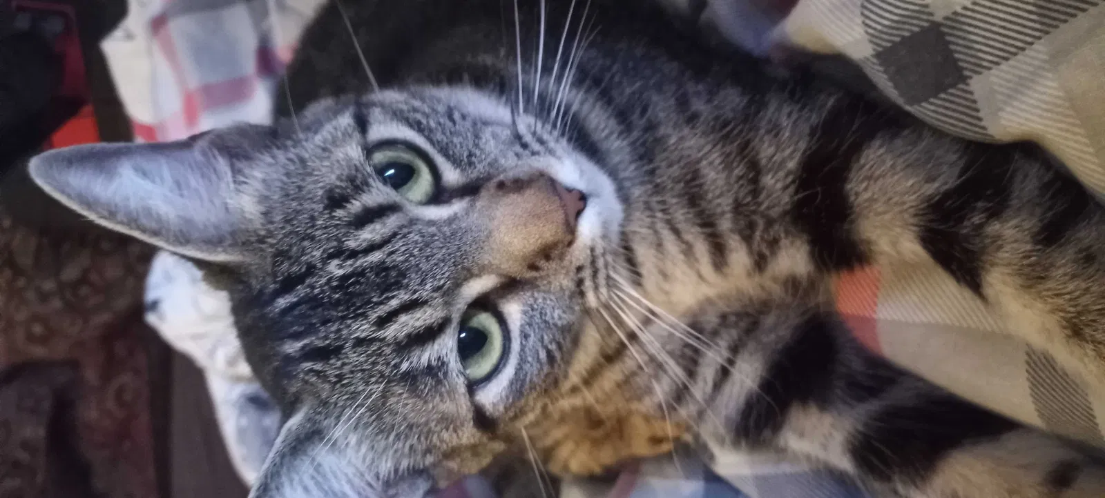 Lost cat in Antelope, CA, 95843