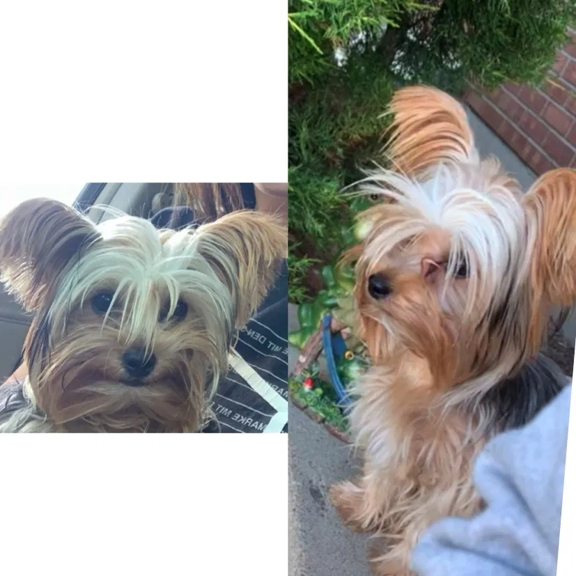 Lost dog in Greeley, CO, 80634