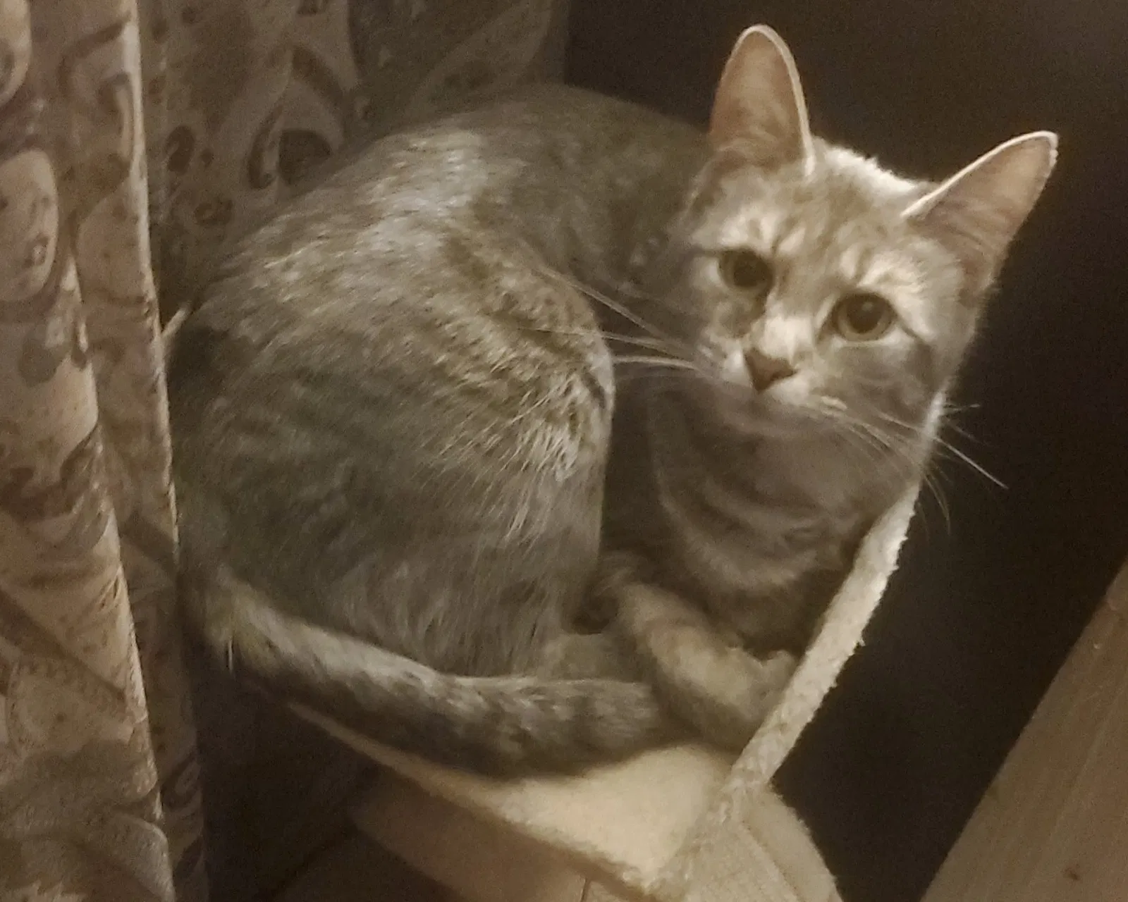 Lost cat in North Ridgeville, OH, 44039