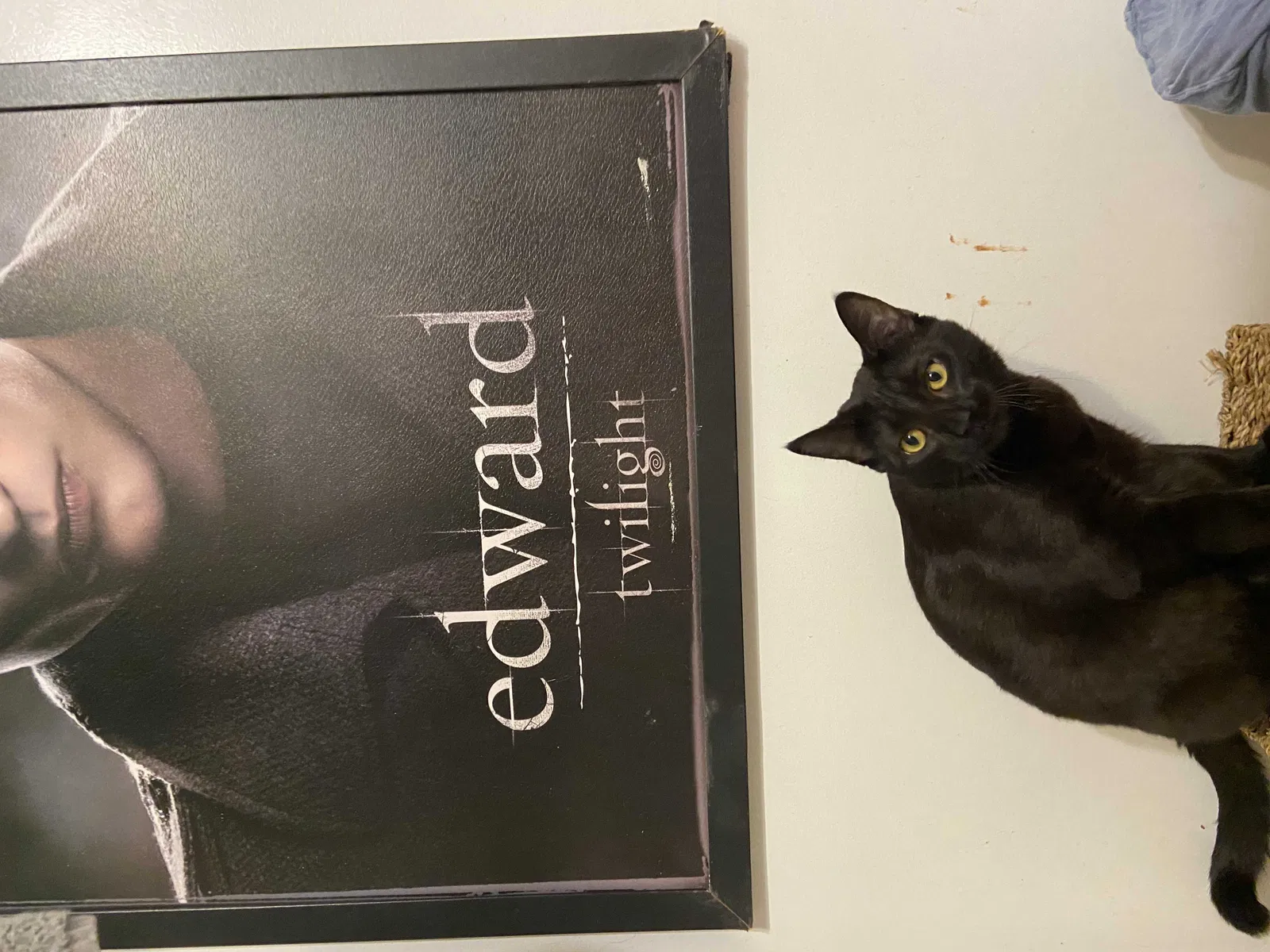 Lost cat in Atlanta, GA, 30319