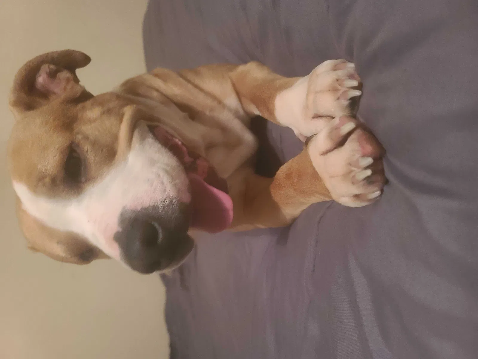Lost dog in Montegut, LA, 70377