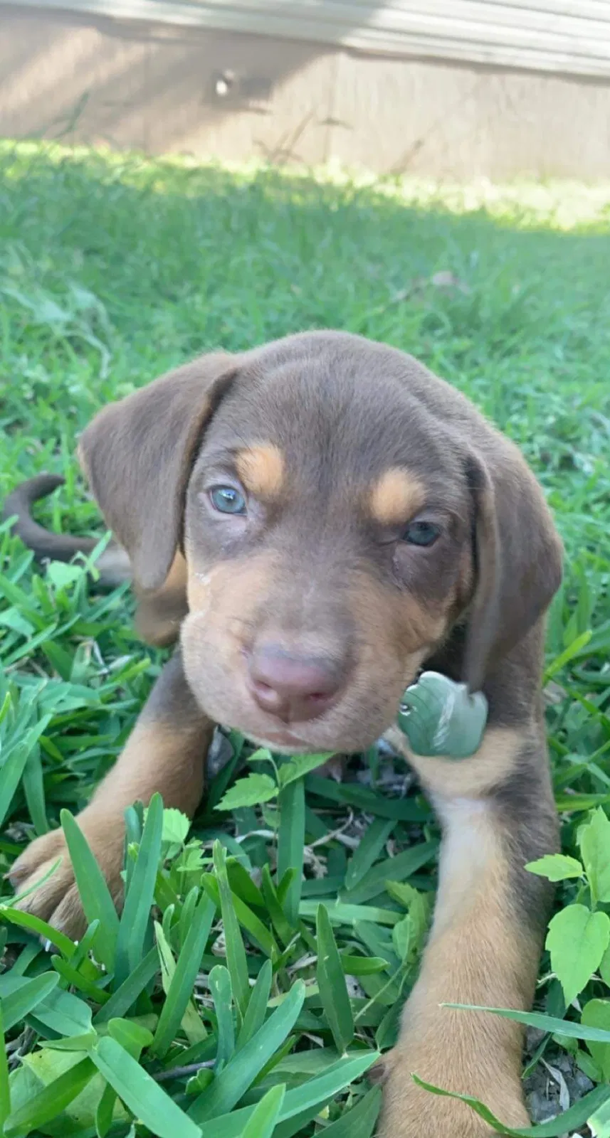 Lost dog in Pflugerville, TX, 78660