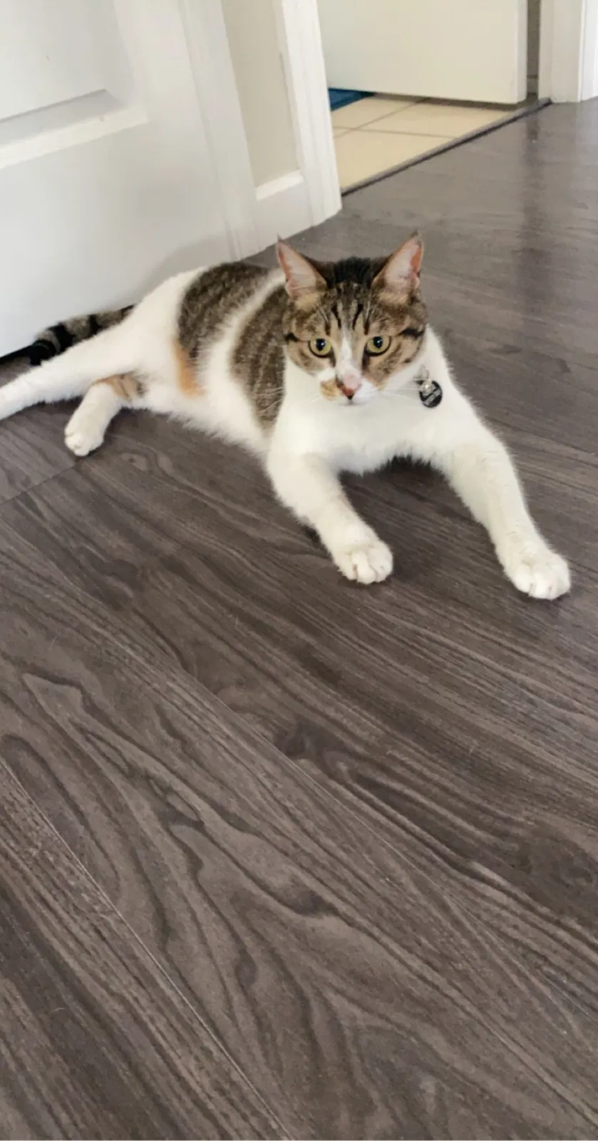 Lost cat in Albany, NY, 12211