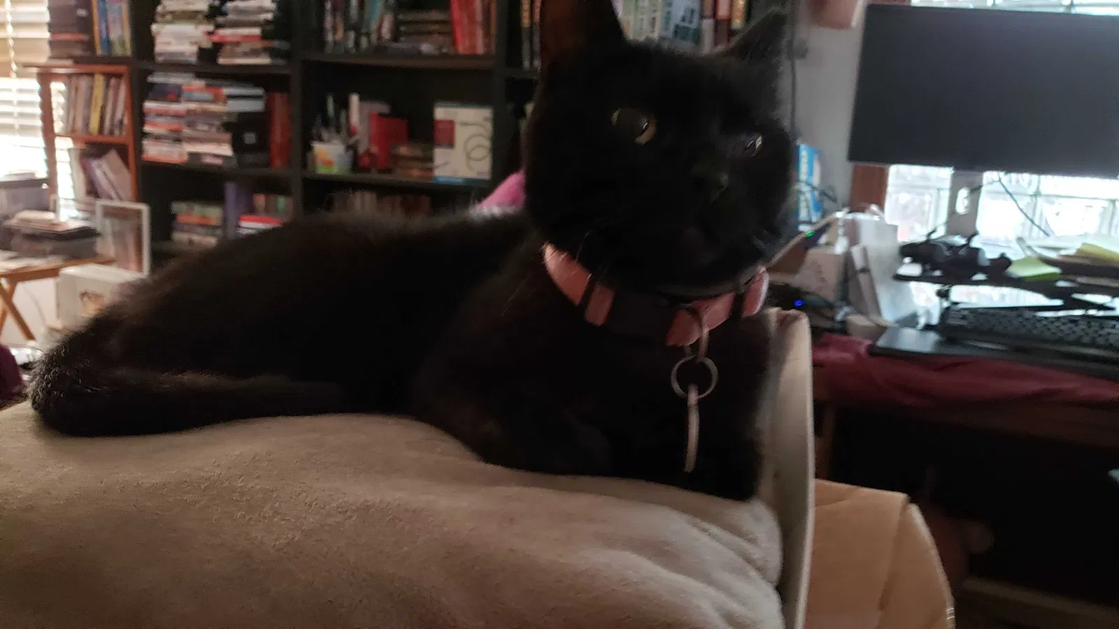 Lost cat in Indianapolis, IN, 46221