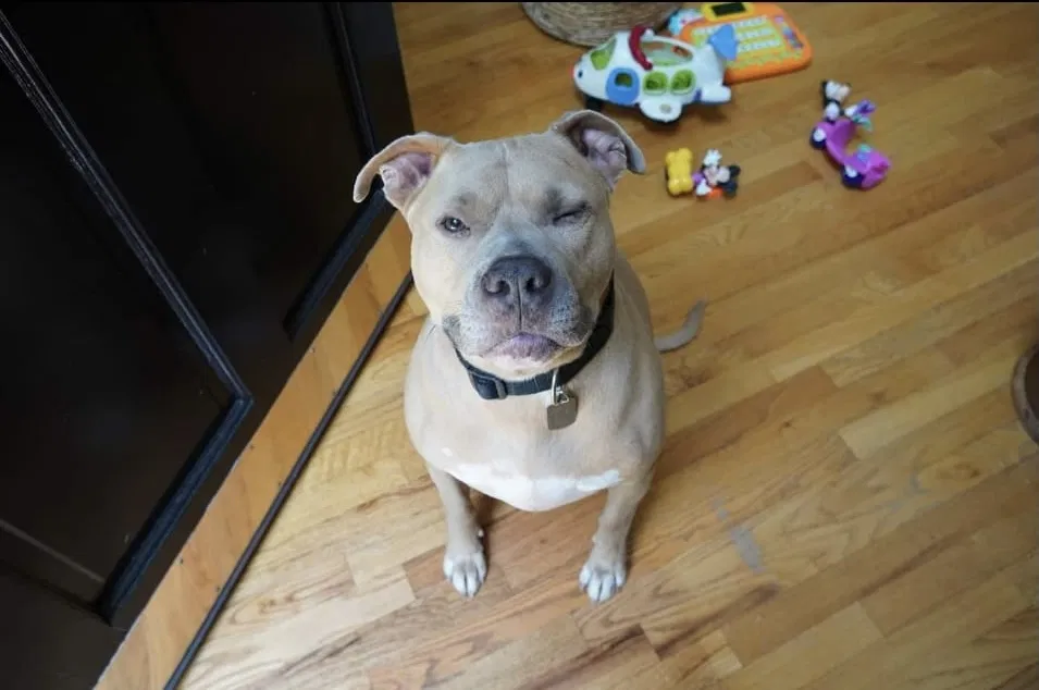 Lost dog in Woodstock, GA, 30188
