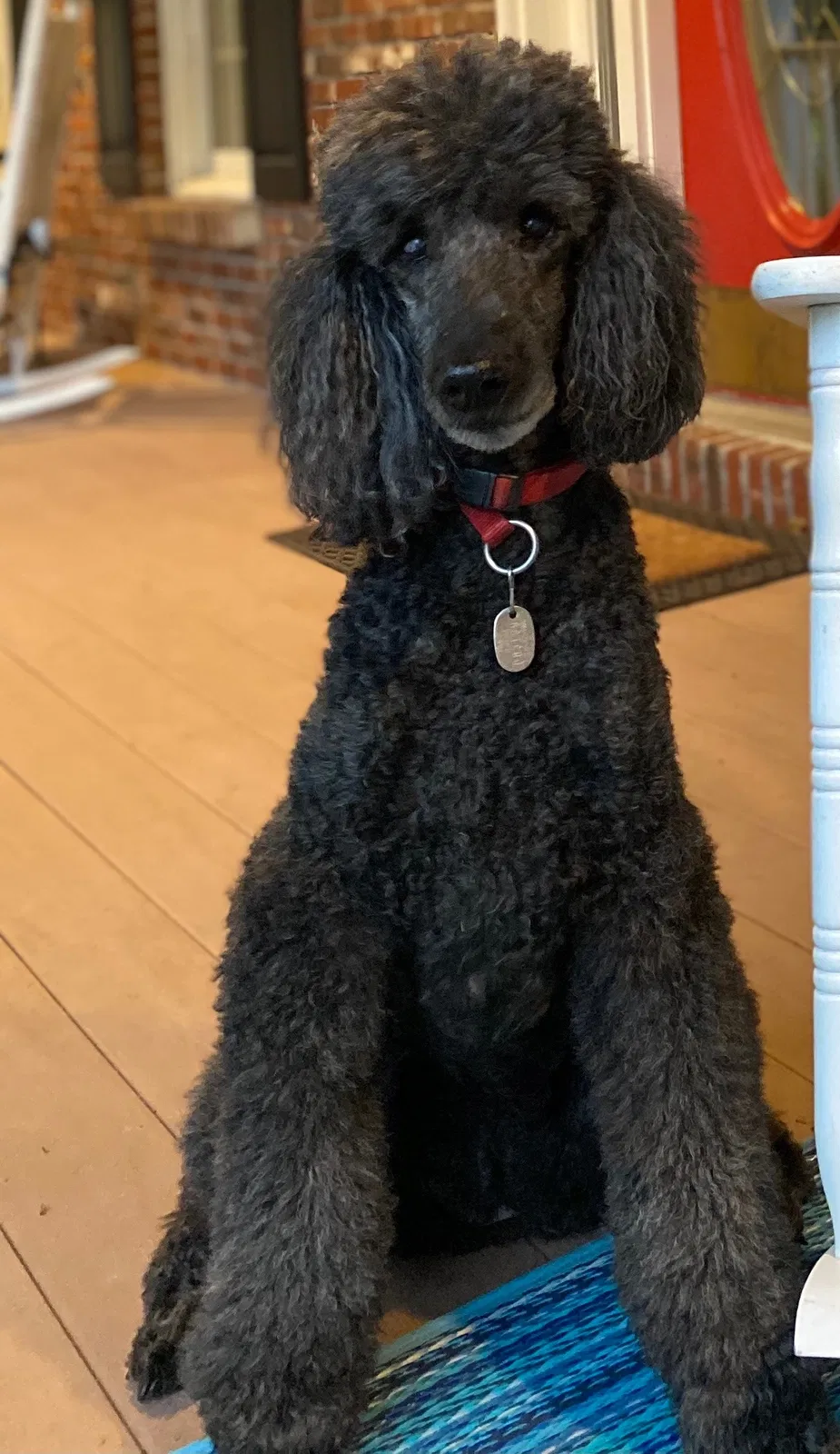 Lost dog in Clarence, NY, 14031