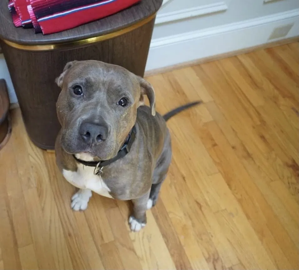Lost dog in Woodstock, GA, 30188