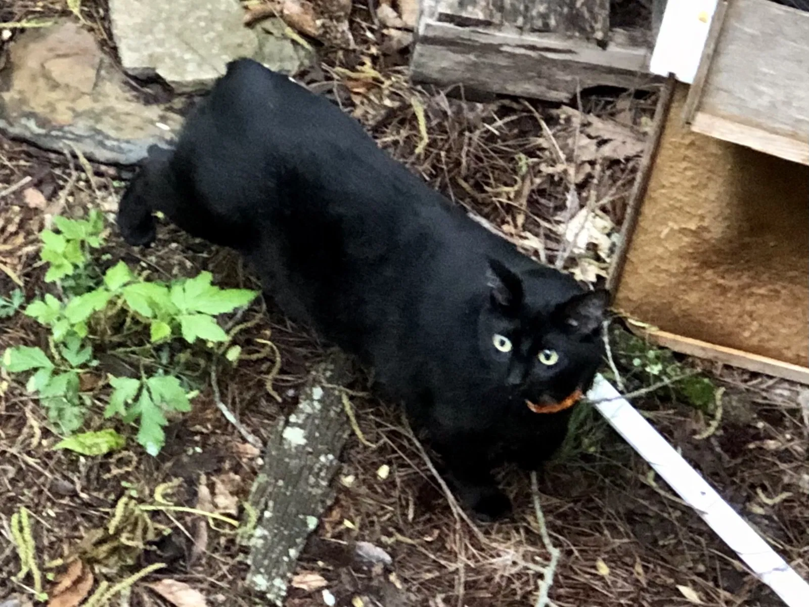 Lost cat in Southaven, MS, 38671