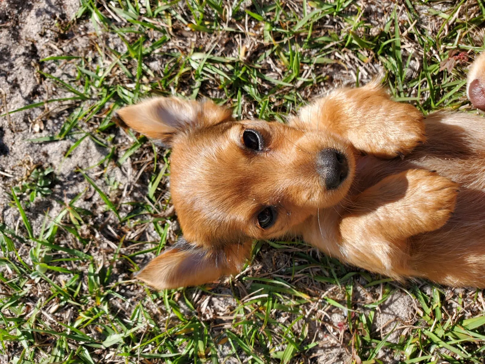 Lost dog in Winter Haven, FL, 33880