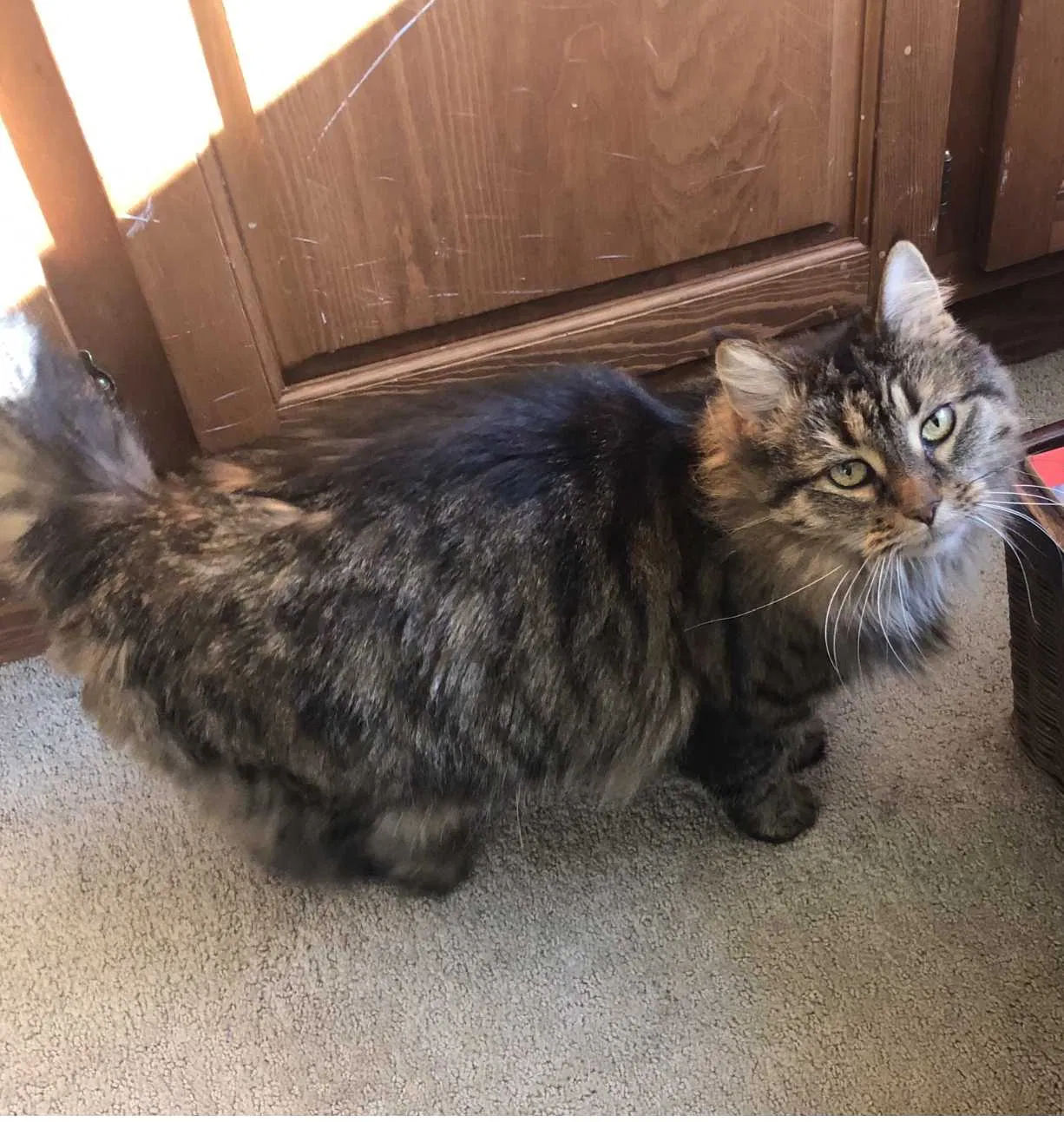 Lost cat in Cincinnati, OH, 45208
