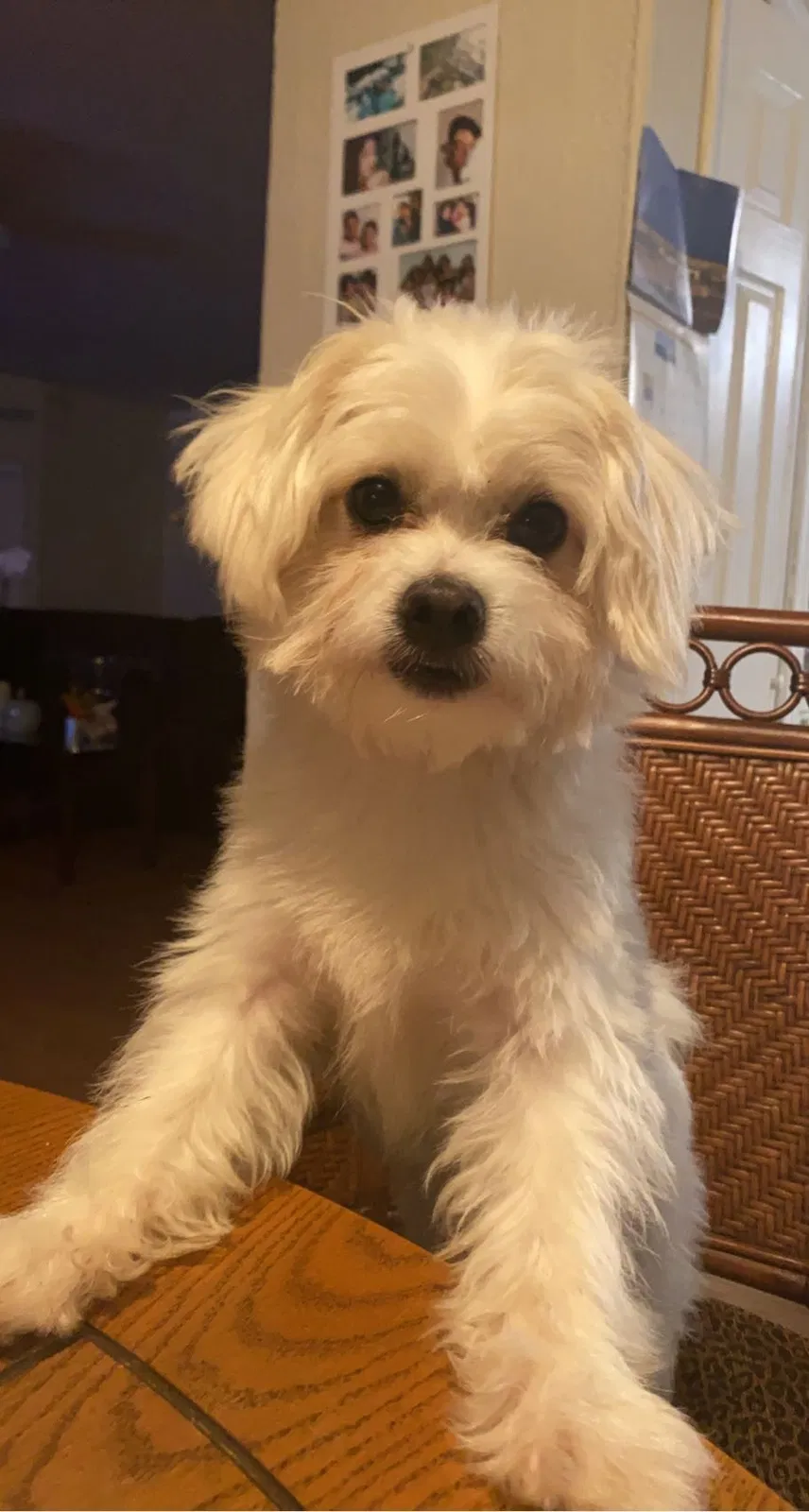 Lost dog in Boynton Beach, FL, 33436