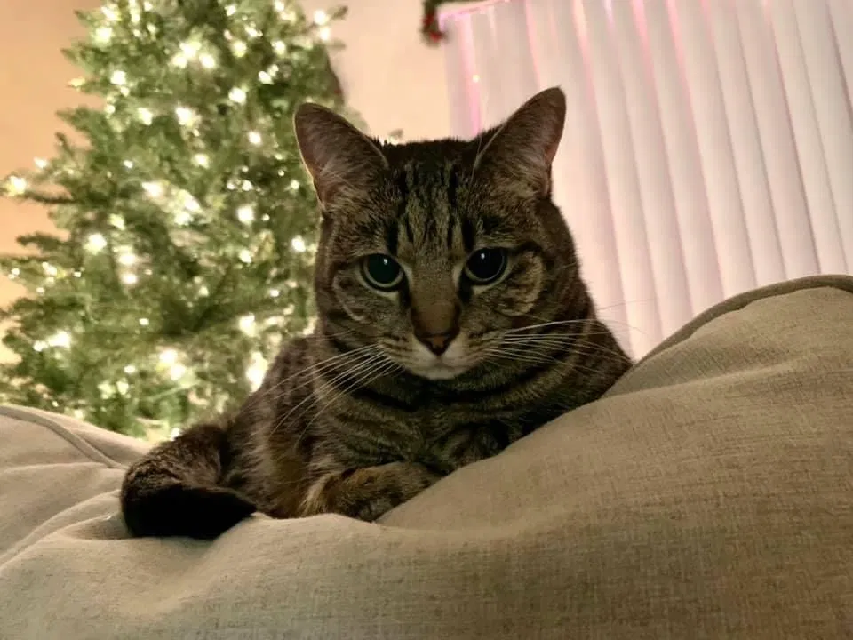 Lost cat in Oceanside, CA, 92058