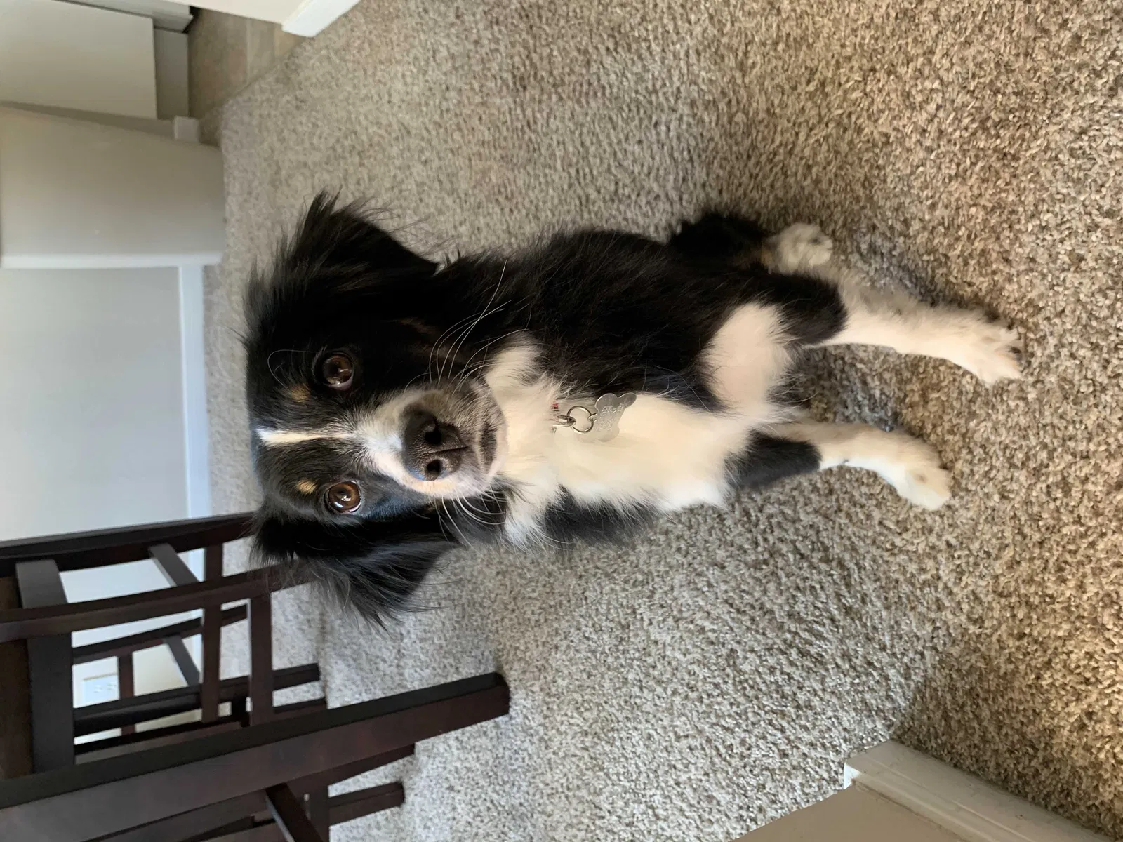 Lost dog in Colorado Springs, CO, 80927