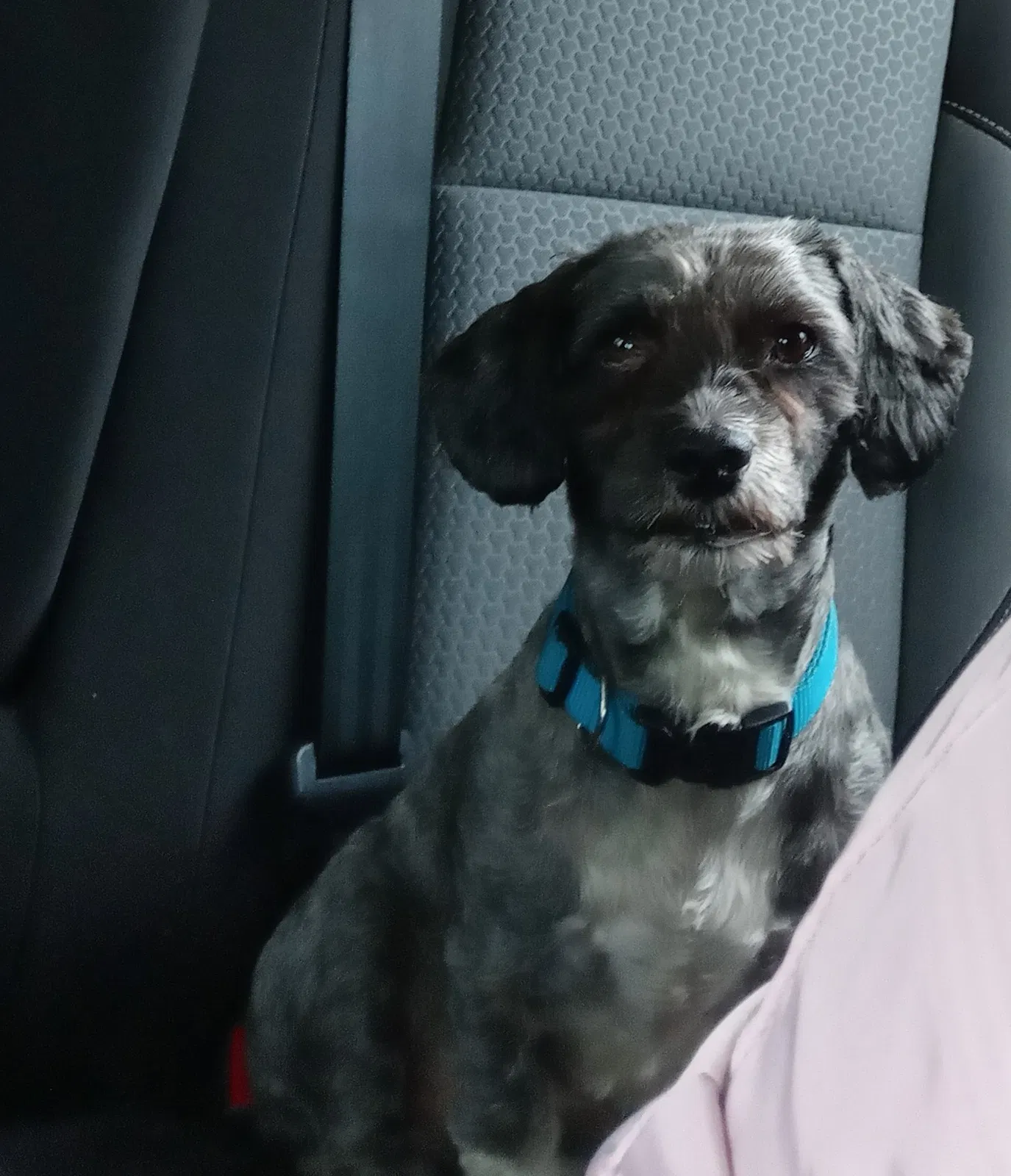 Lost dog in Sanford, FL, 32771
