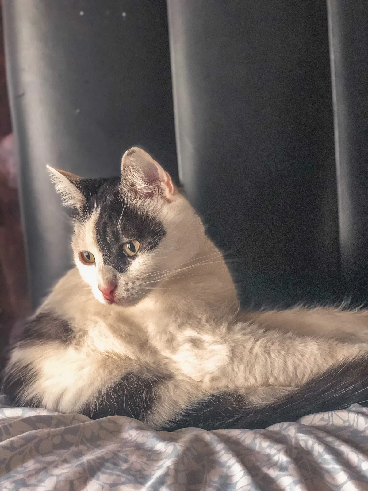 Lost cat in San Diego, CA, 92109