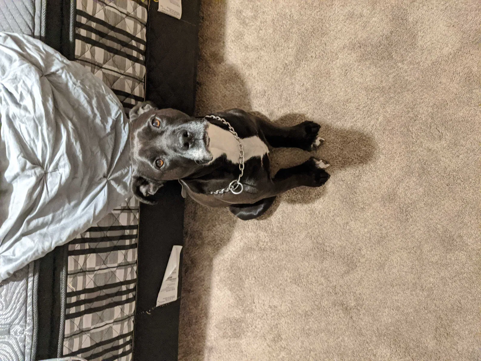 Lost dog in Boise, ID, 83702
