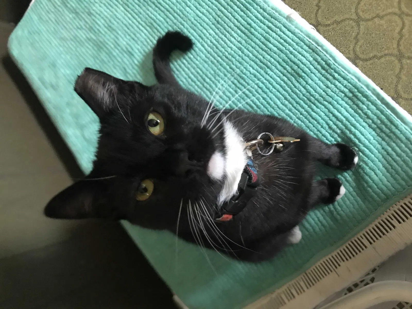 Lost cat in Hayward, CA, 94541
