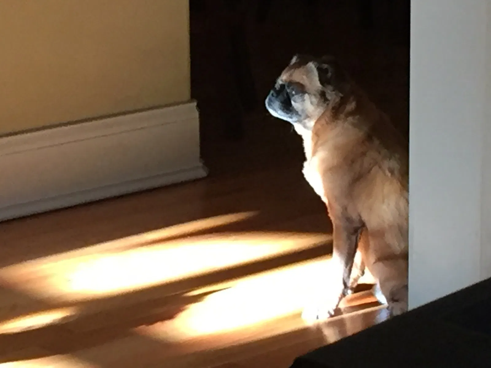 Lost dog in Fayetteville, NC, 28305
