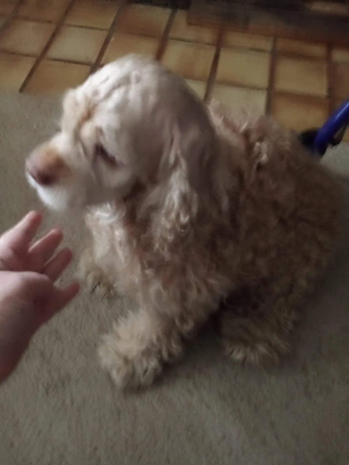 Lost dog in Spokane, WA, 99207