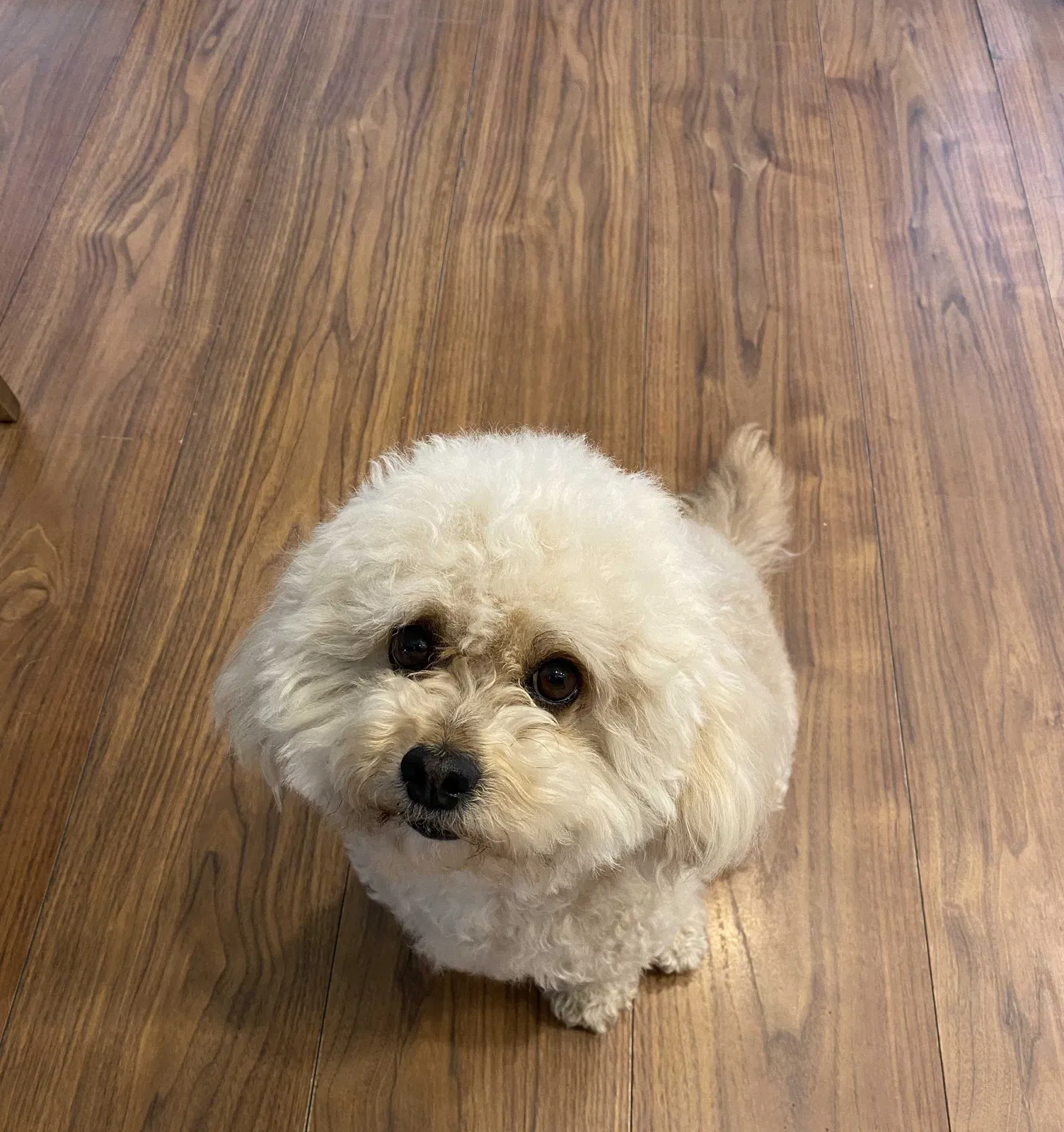 Lost dog in Sunland, CA, 91040