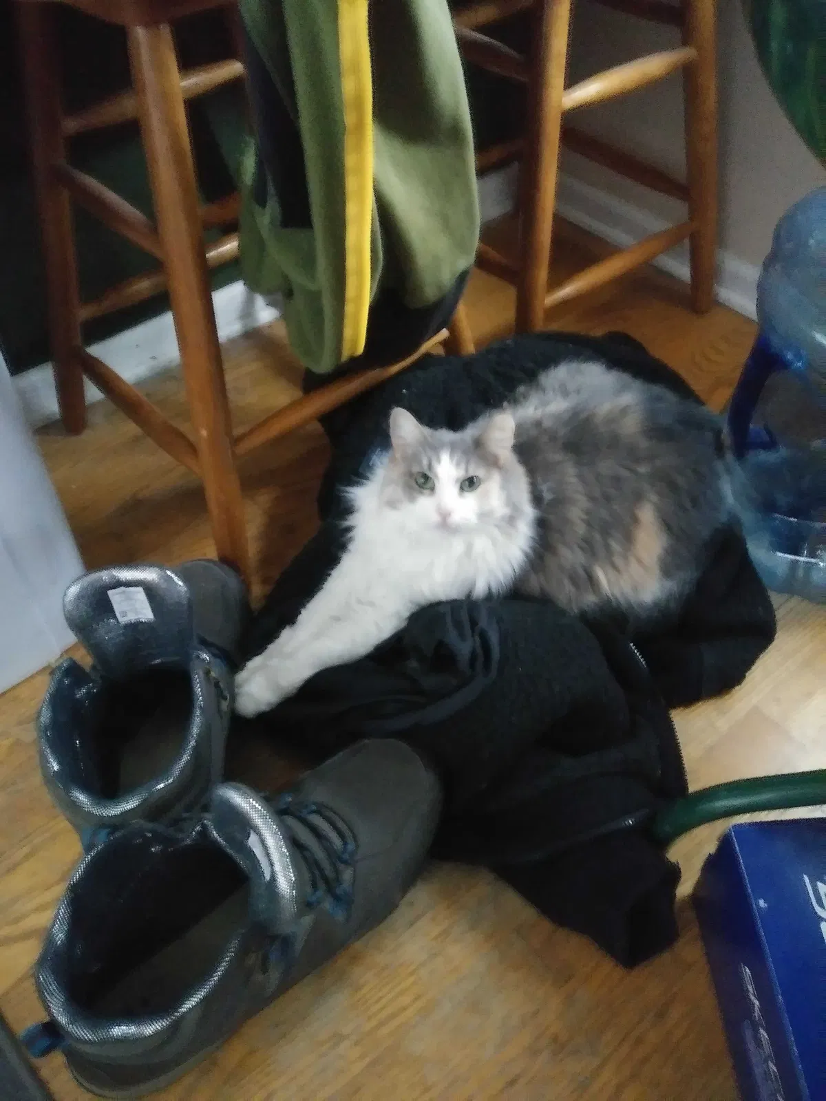 Lost cat in Elgin, IL, 60123