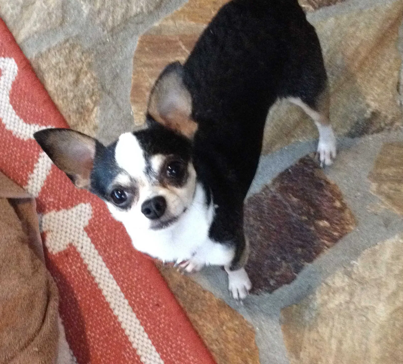 Lost dog in Palm Bay, FL, 32907