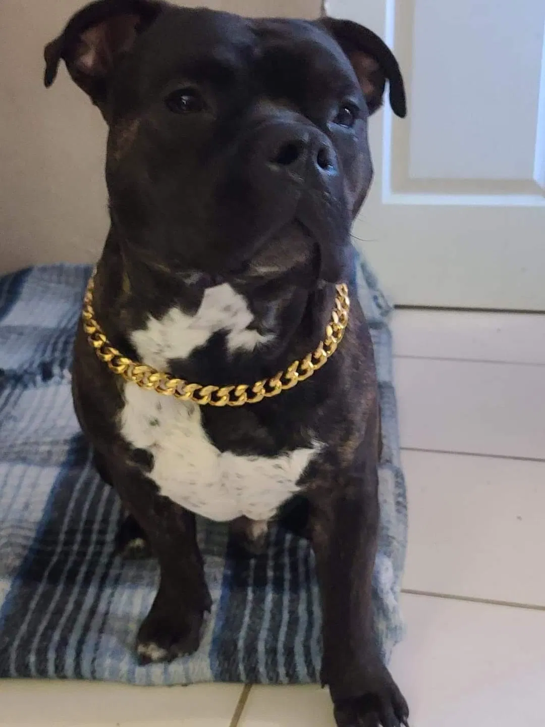 Lost dog in Port Charlotte, FL, 33952