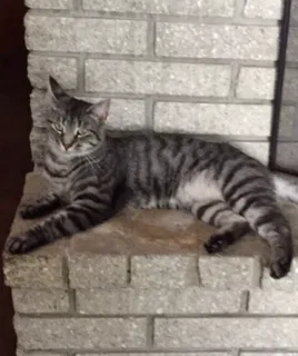 Lost cat in Rochester, MI, 48309