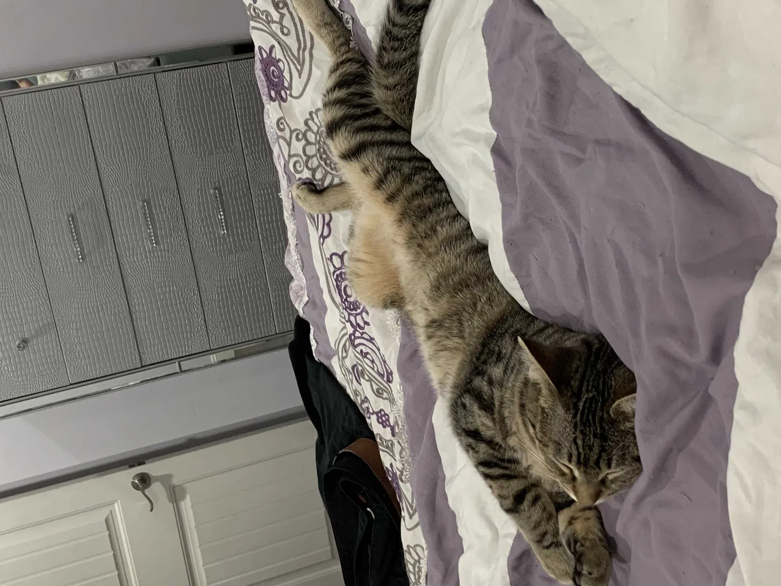 Lost cat in Lemon Grove, CA, 91945