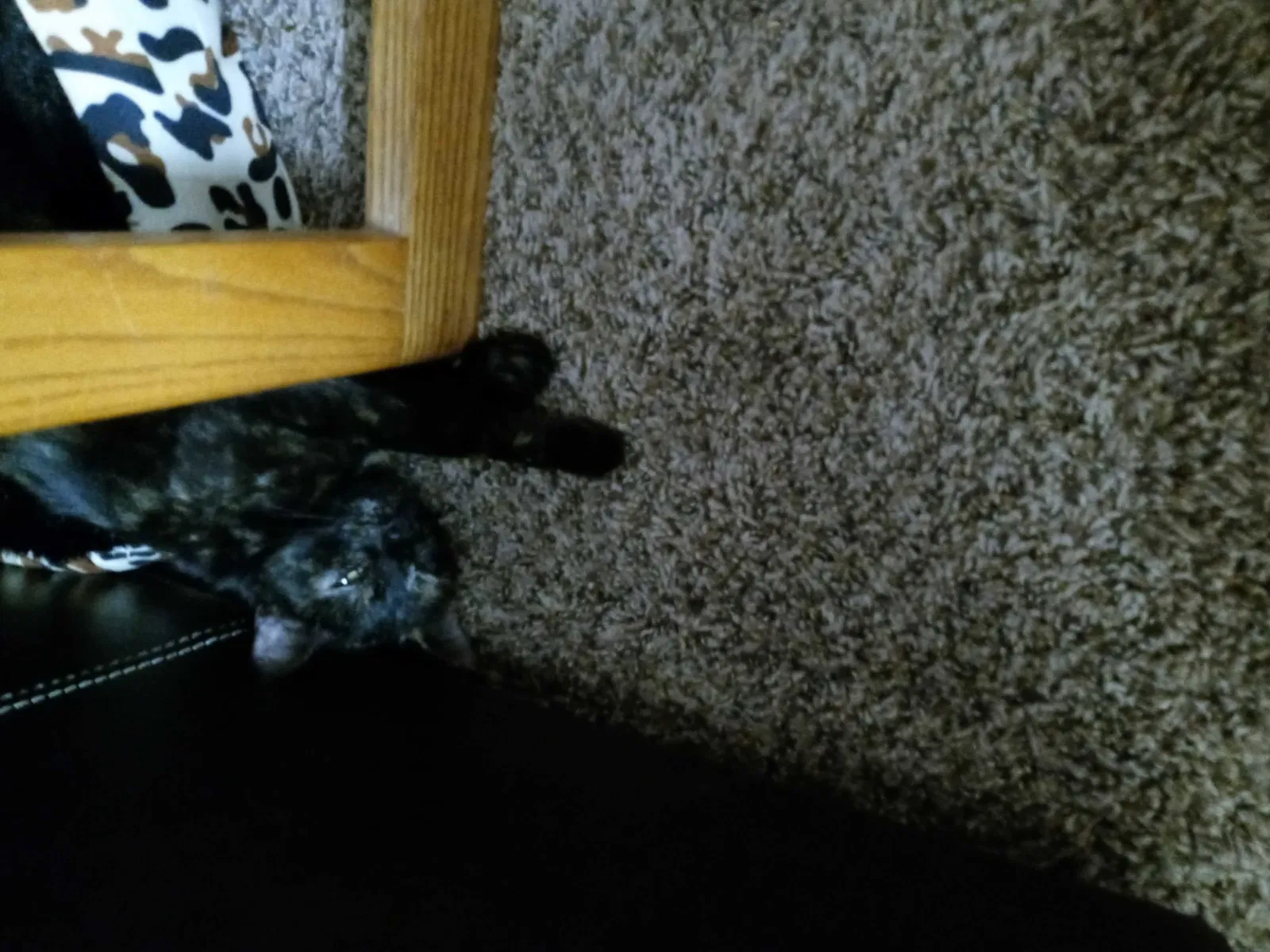 Found cat in Gettysburg, OH, 45328
