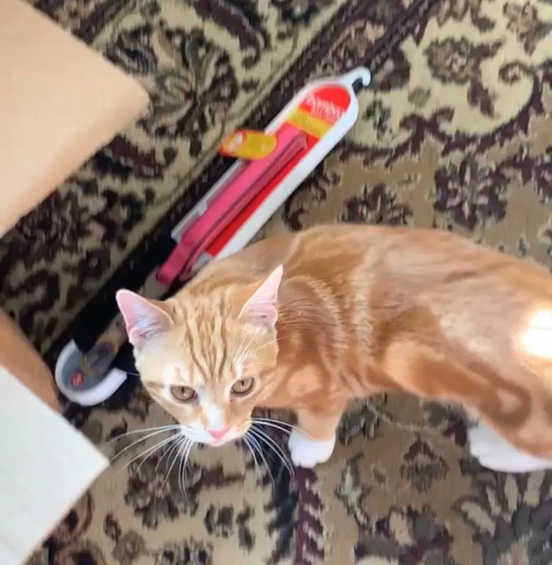 Lost cat in East Taunton, MA, 2718