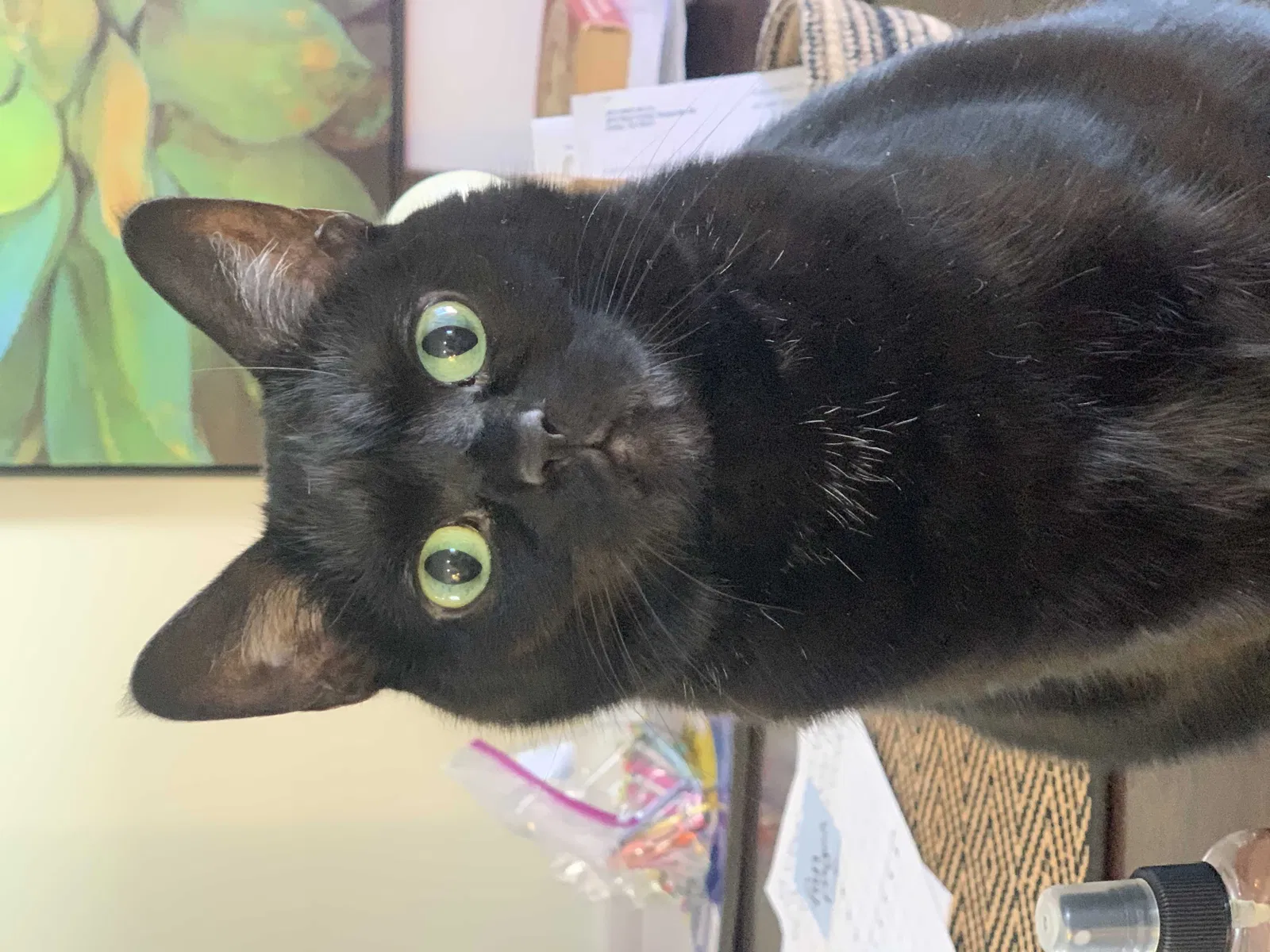 Lost cat in Columbus, OH, 43235