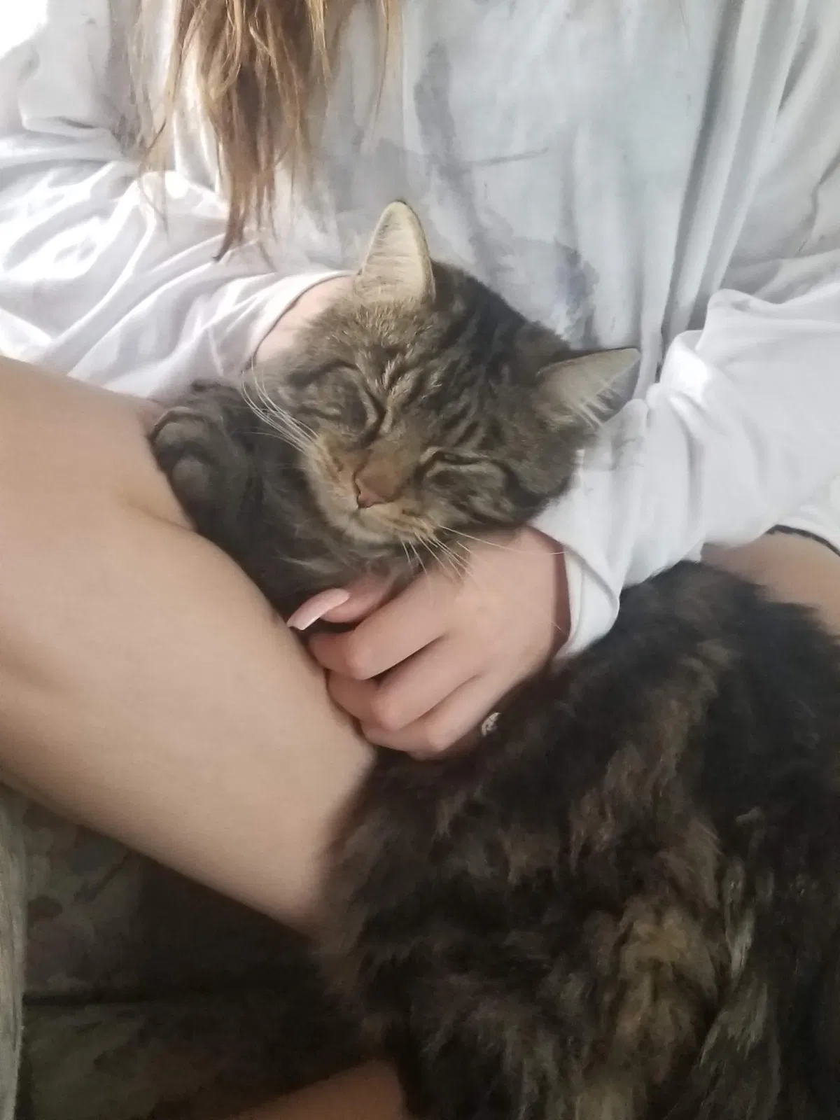Lost cat in Greeley, CO, 80631