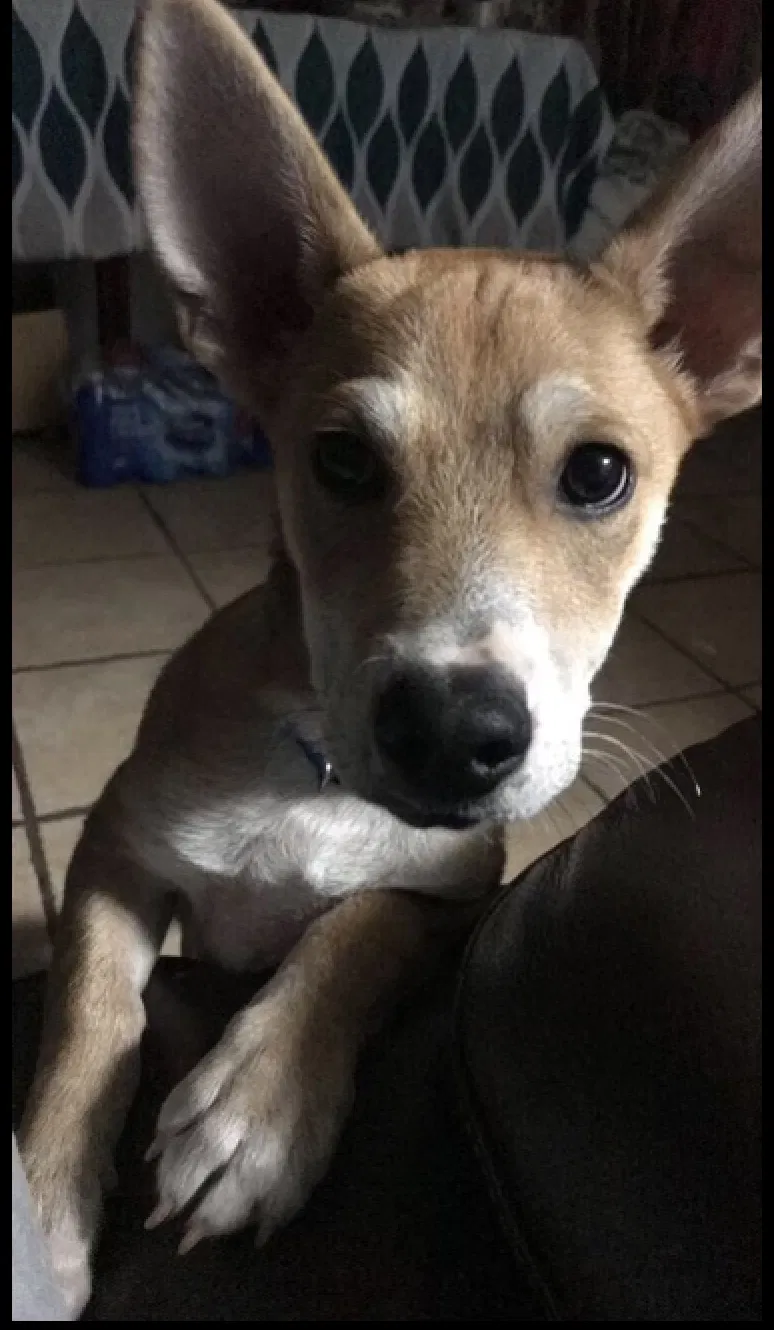 Lost dog in Austin, TX, 78745