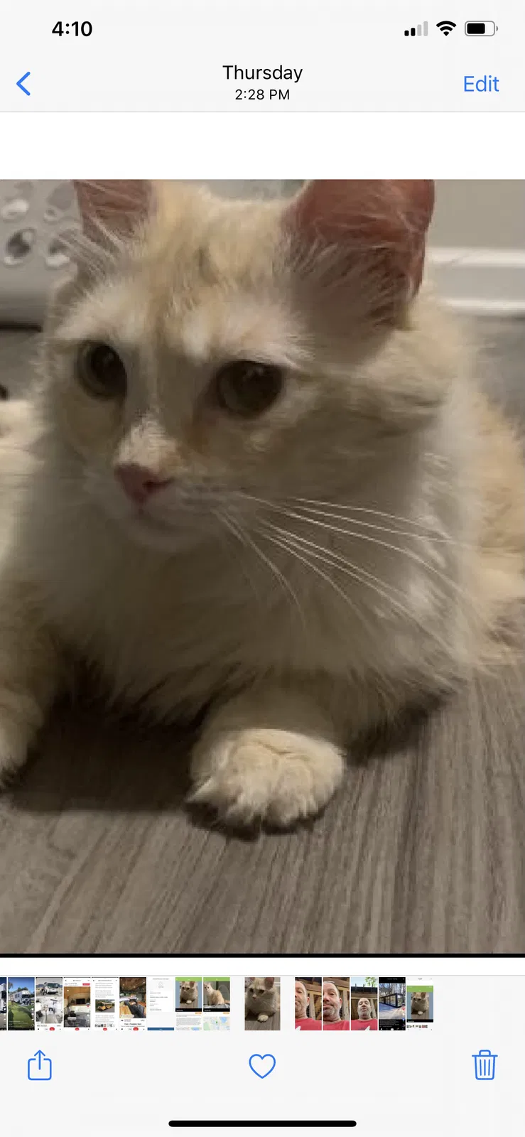 Lost cat in Clermont, FL, 34715