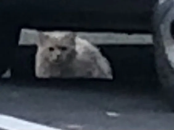 Found cat in La Mesa, CA, 91942