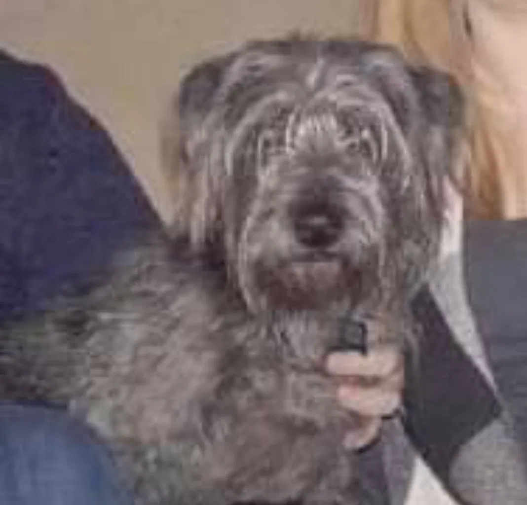 Lost dog in Louisville, KY, 40217