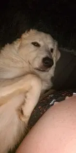Lost dog in Hickory, NC, 28601