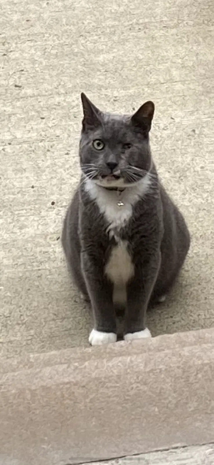 Lost cat in Piscataway, NJ, 8854